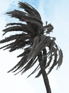 Palm tree in a hurricane