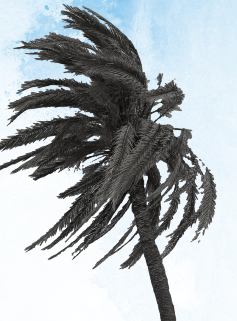 Palm tree in a hurricane